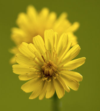 Pilosella: Drenaggio dei Liquidi