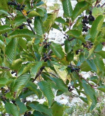 Rhamnus Alpina: Transito Intestinale