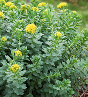 Rhodiola Rosea: Tono dell'Umore