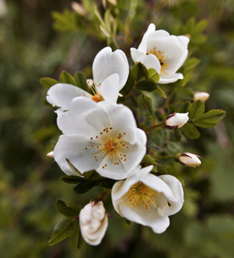 Rosa Canina: Proprietà e Benefici