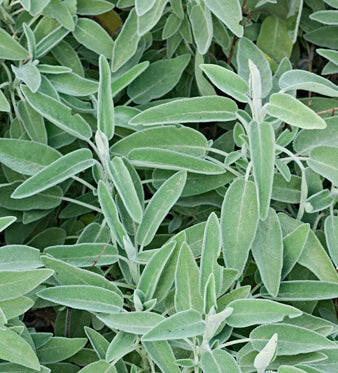 Salvia: Proprietà Cosmetiche e Dentali