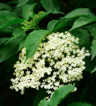 Sambuco: Benefici per le Vie Respiratorie