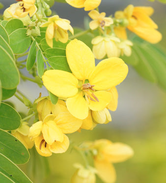 Senna: Proprietà e Uso Fitoterapico