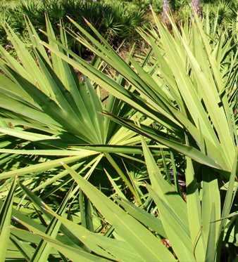 Saw Palmetto (Serenoa Repens): Benefici