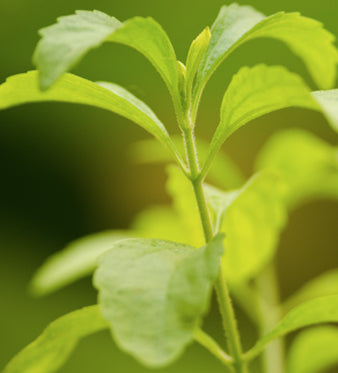 Stevia Rebaudiana: Dolcificante Naturale