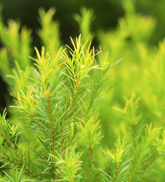 Tea Tree Oil: Proprietà Antibatteriche Naturali