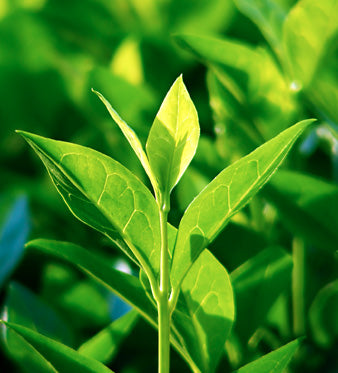 Tè Verde: Antiossidante e Controllo del Peso