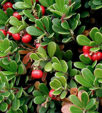Uva Ursina: Benessere delle Vie Urinarie