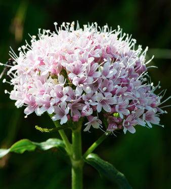 Valeriana: Proprietà Calmanti e Rilassanti