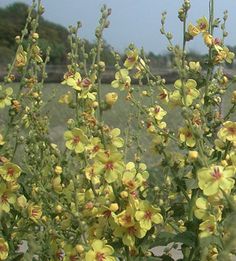 Verbasco: Pianta per le Vie Respiratorie