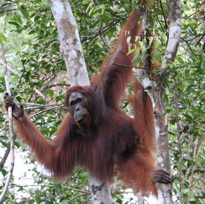 Progetto RIMBA RAYA 1024x768 dad199a7 11fd 4f84 82e2 6a806a5eadd2