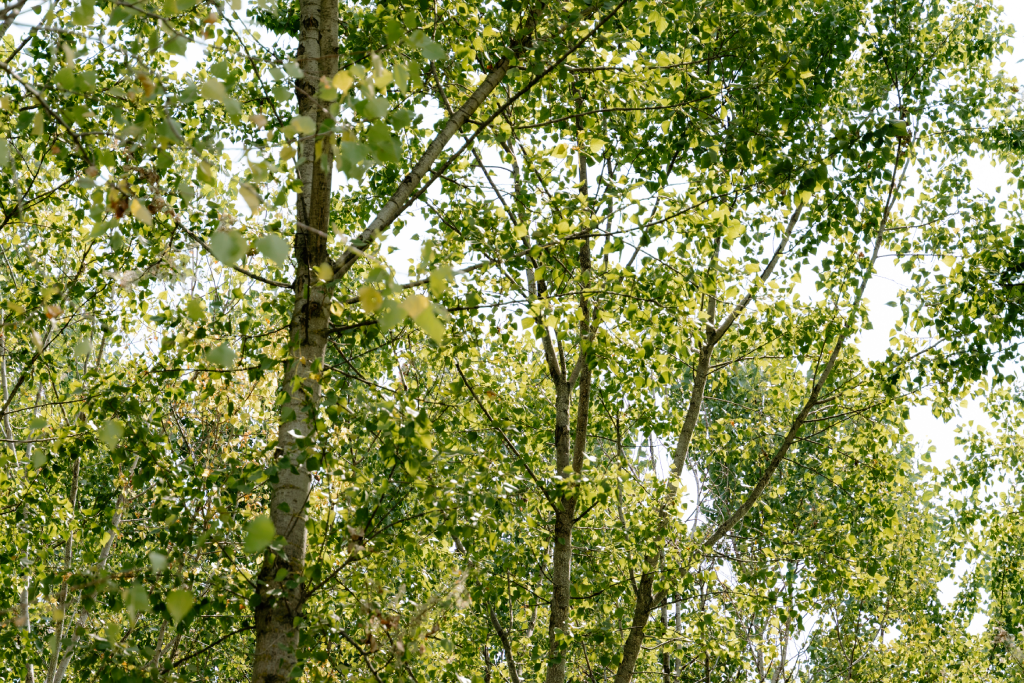 ESI: we offset emissions through certified carbon credits