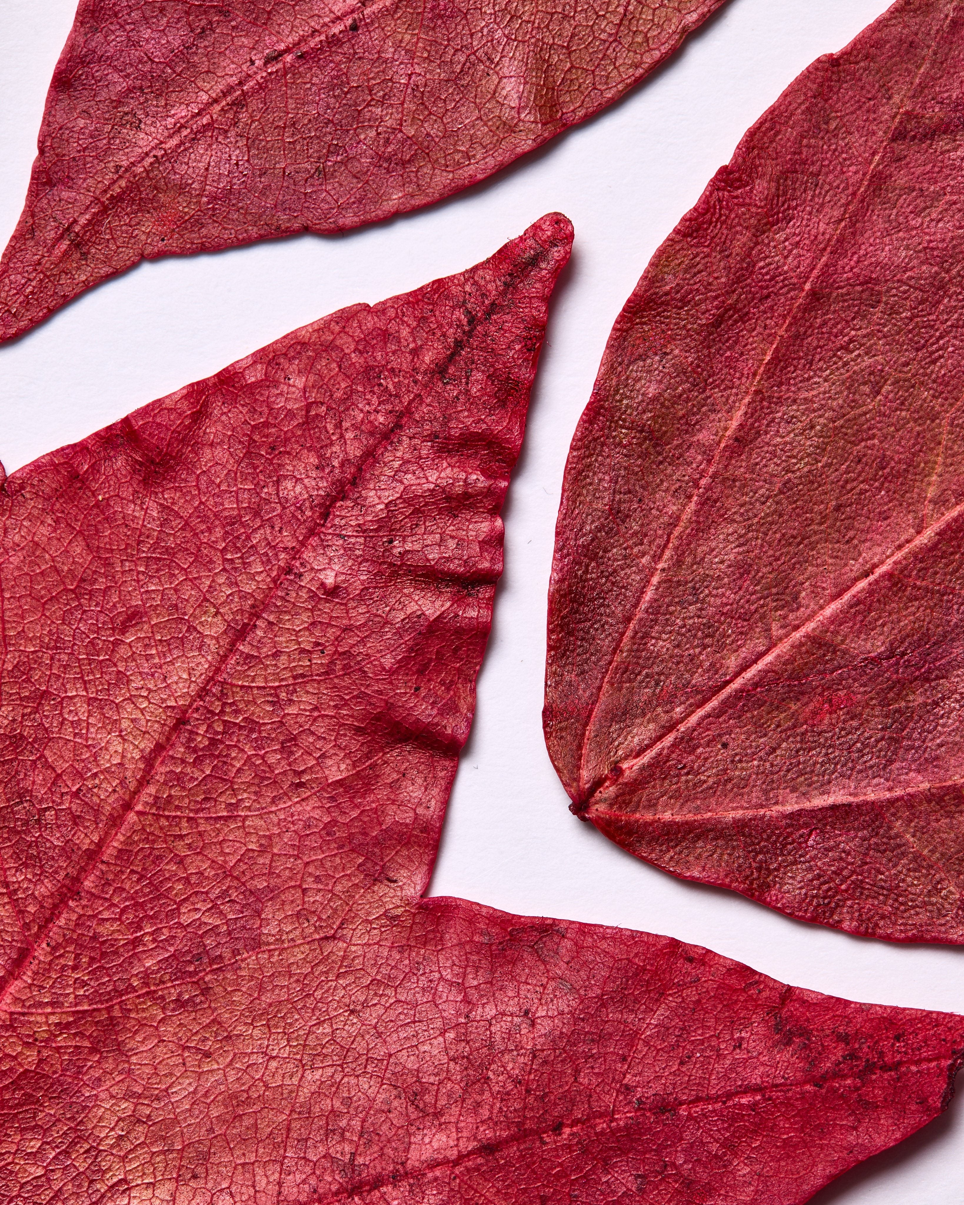 Erbaven microcirculation