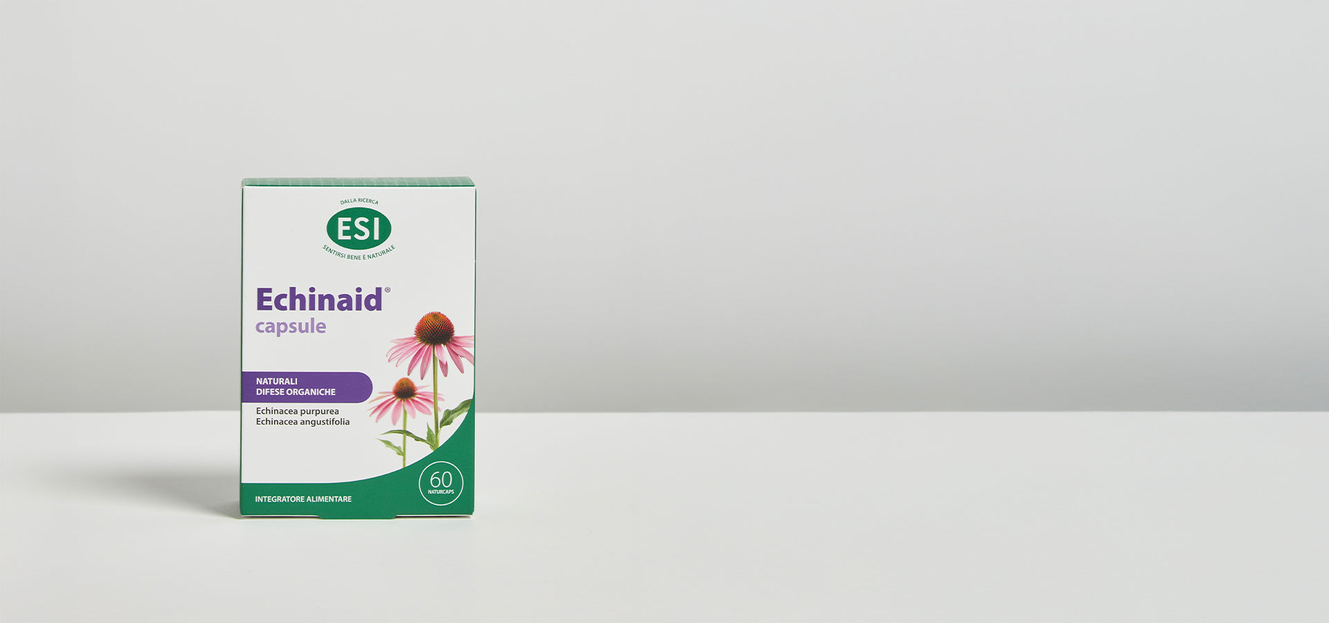 Echinaid