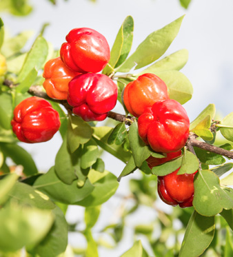 pianta di acerola