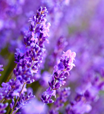 lavanda