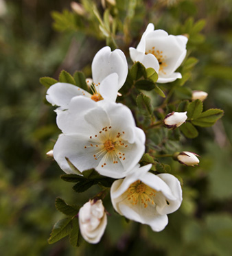 rosa canina