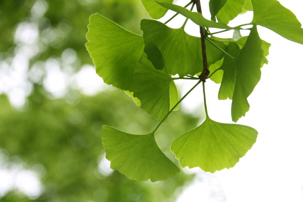 Ginkgo Biloba: proprietà, benefici e come assumerlo