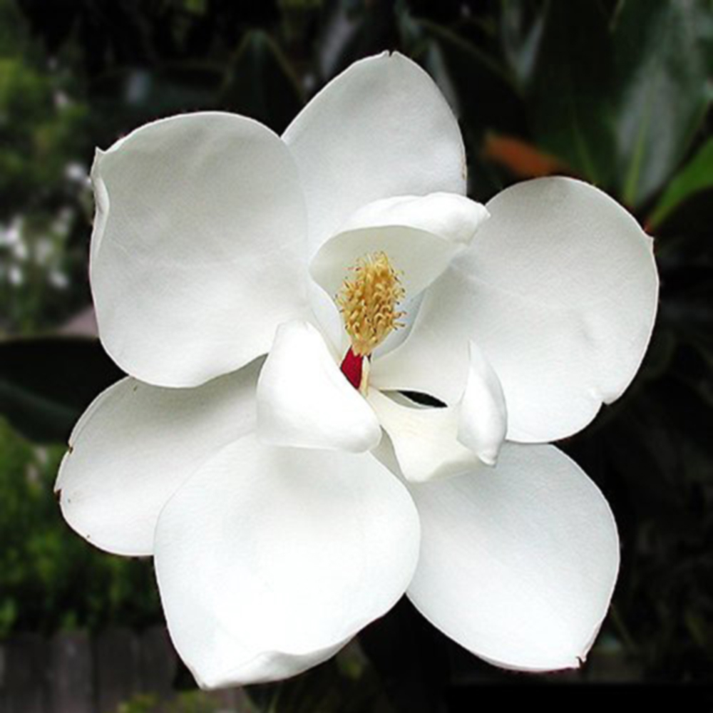 magnolia