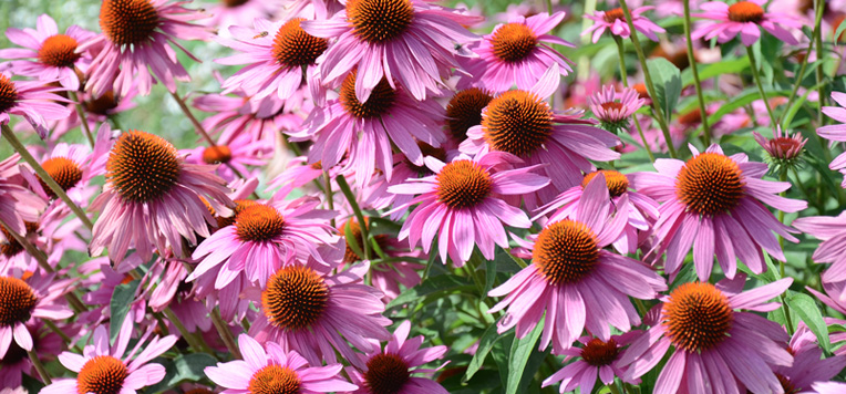 Echinacea: rimedio naturale per rinforzare le difese immunitarie