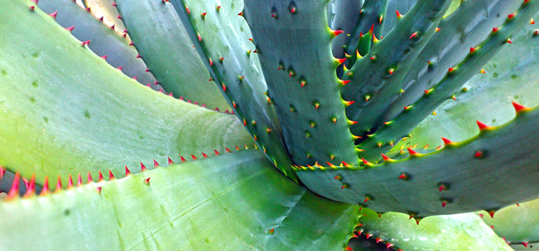 Aloe: una famiglia di piante molto speciale