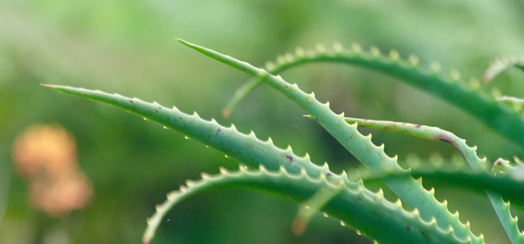 La pianta di Aloe Vera: la sua storia e i suoi utilizzi