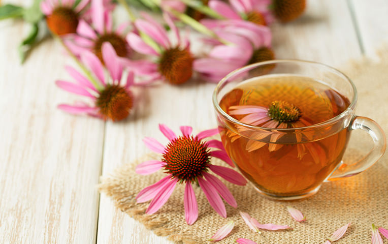 Echinacea: la risposta naturale a raffreddore  e influenza.