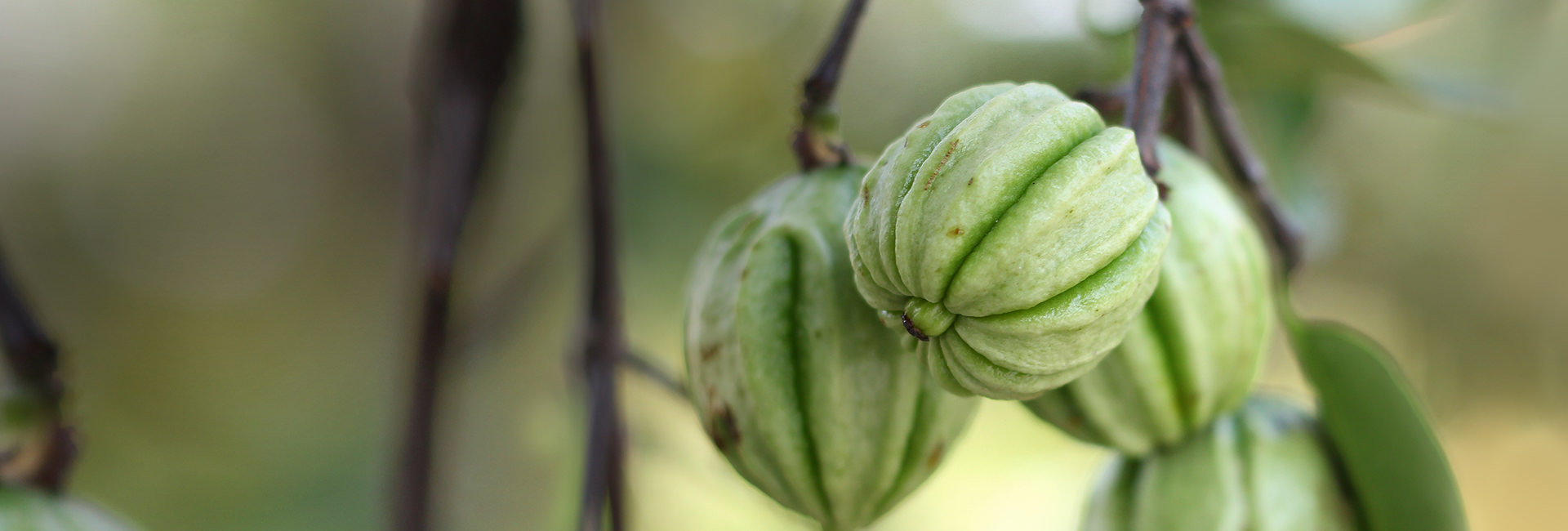 Ingrédient de Janvier