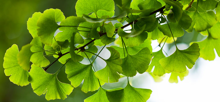 Stanchezza mentale e gingko biloba: ritrova energie e serenità