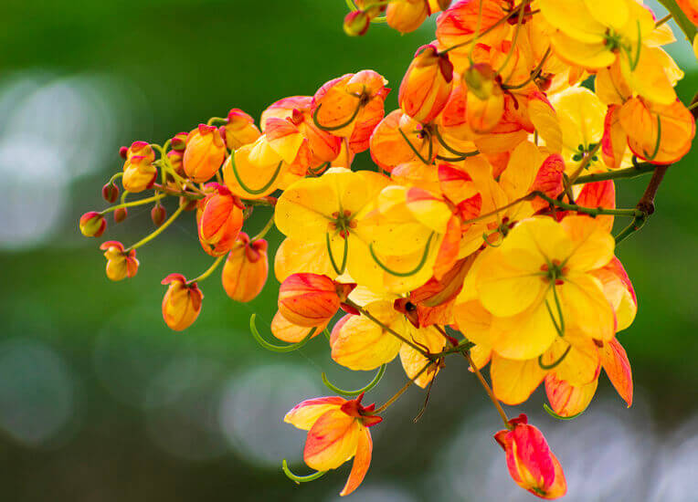 La Cassia Nomame: benefici ed effetti sulla perdita di peso