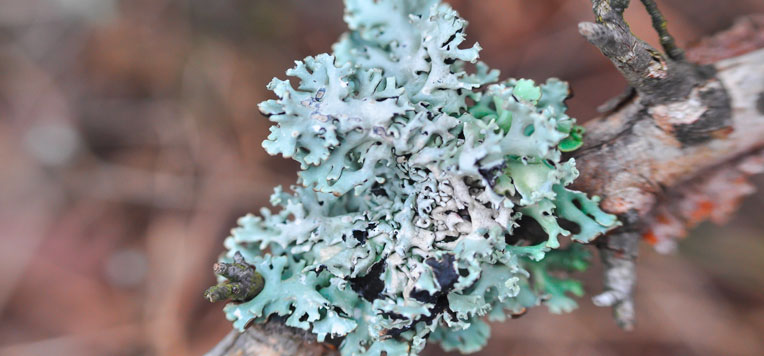 Il lichene islandico: uno scrigno di benefici per la salute