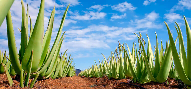 Aloe vera pianta - Aloe - Pianta di aloe vera