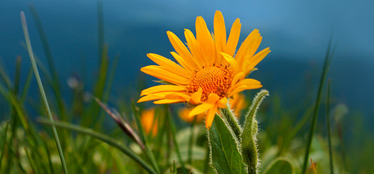 Dolori muscolari e articolari: le proprietà benefiche dell’arnica