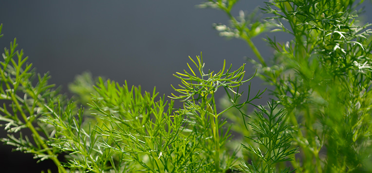 Benessere dell’intestino in estate: 10 erbe per ritrovare l’equilibrio
