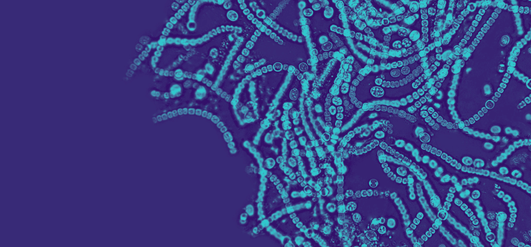 Microbiota: come varia in funzione dell’alimentazione?