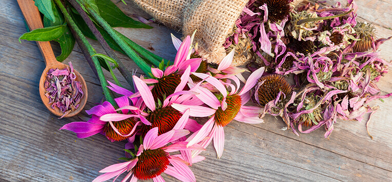 echinacea a cosa serve