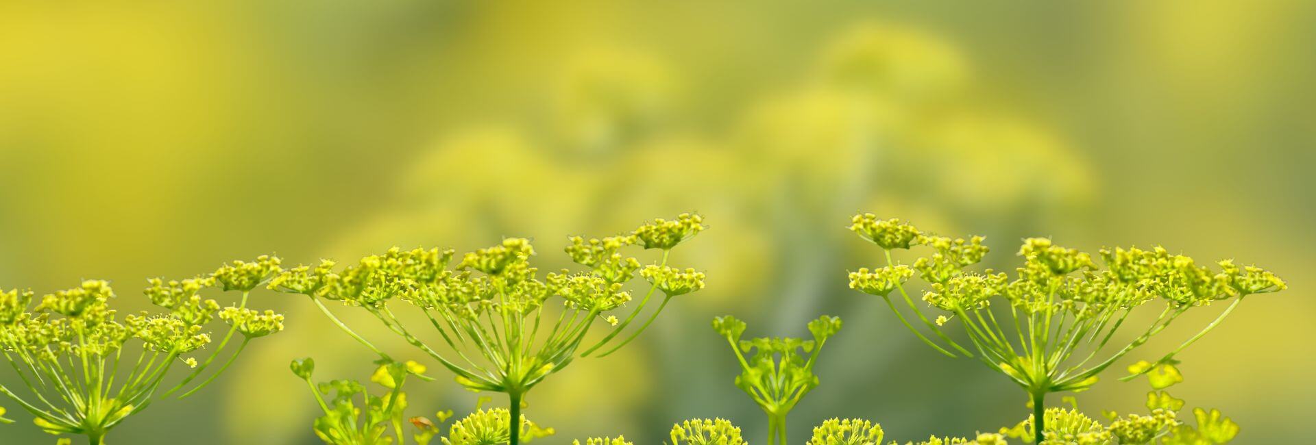 Ingrediente di Aprile