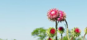 Cardo mariano: benefici e supporto per il fegato